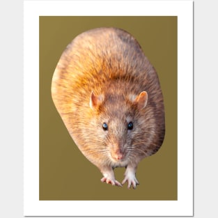 Mr Rat Posters and Art